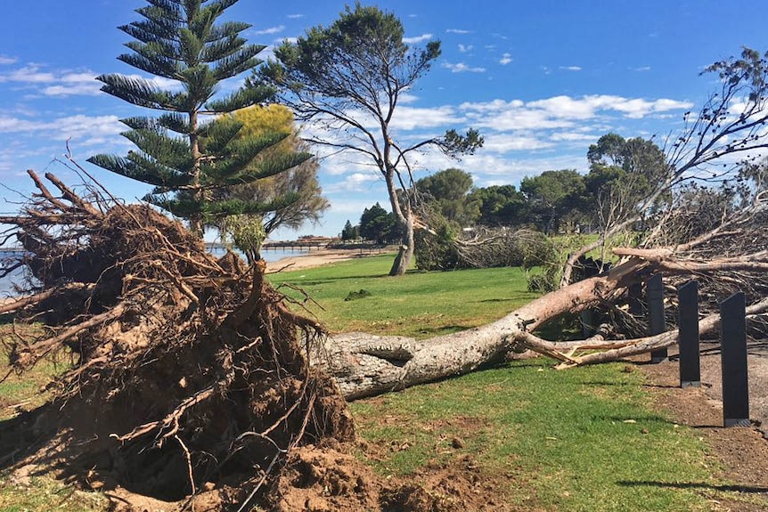 fallen tree on Ceduna foreshore