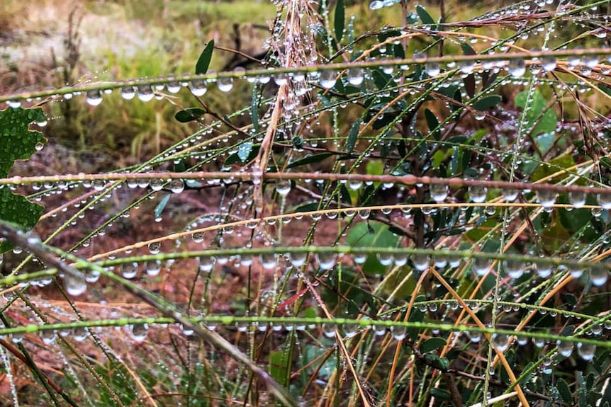 Close-up of raindrops glistening on grass on ground at Charleville in south-west Queensland.