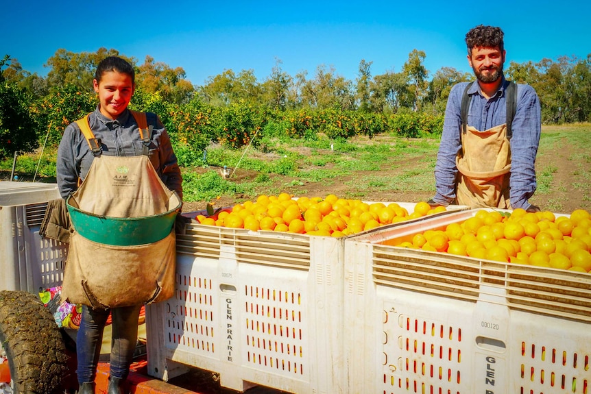 A man and a woman on an orange farm standing beside containers of oranges