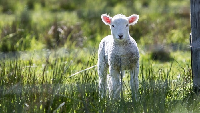 Lamb in a field.