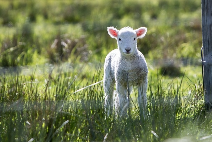 Lamb in a field.