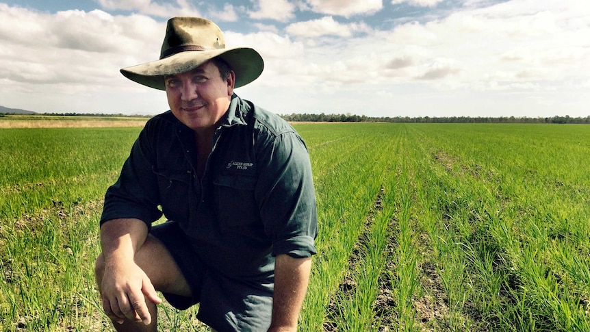 Cane grower Alan Milan planting rice as an alternative to sugar in the Burdekin.