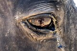 A close-up of a black horse's eye at the Calan Horse Sanctuary.