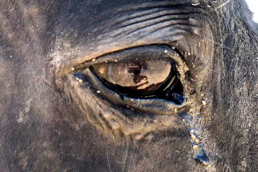 A close-up of a black horse's eye at the Calan Horse Sanctuary.