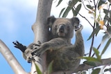 Leggo the koala.