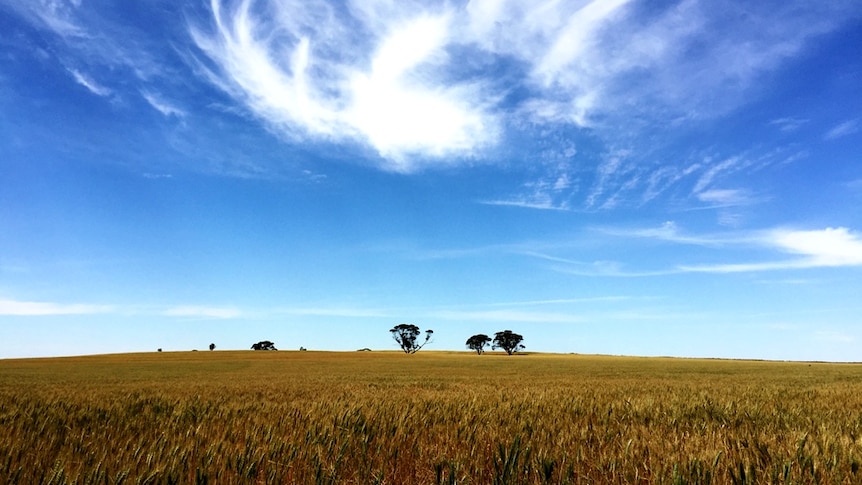 A wheat crop near Alawoona in South Australia