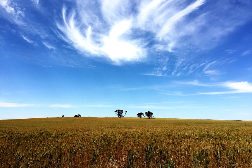 A wheat crop near Alawoona in South Australia