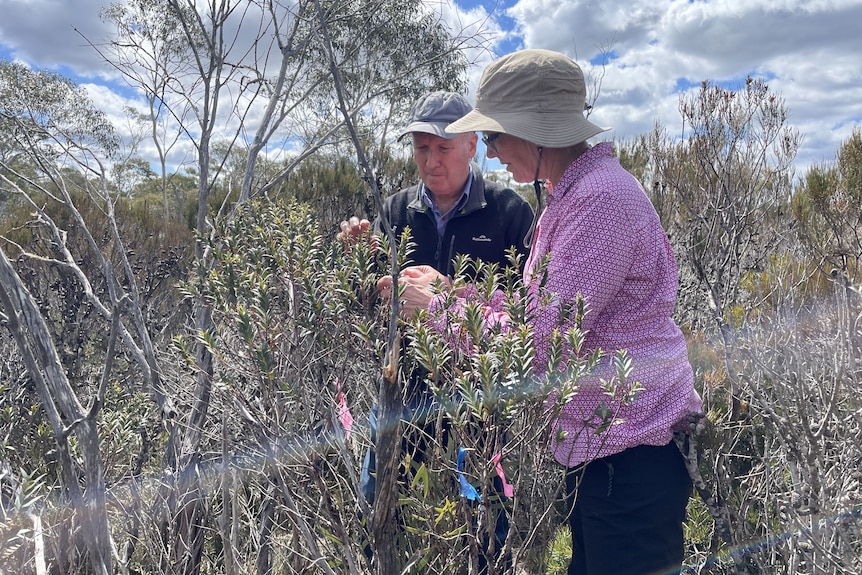 Two people standing in the Australian bush looking at plants.