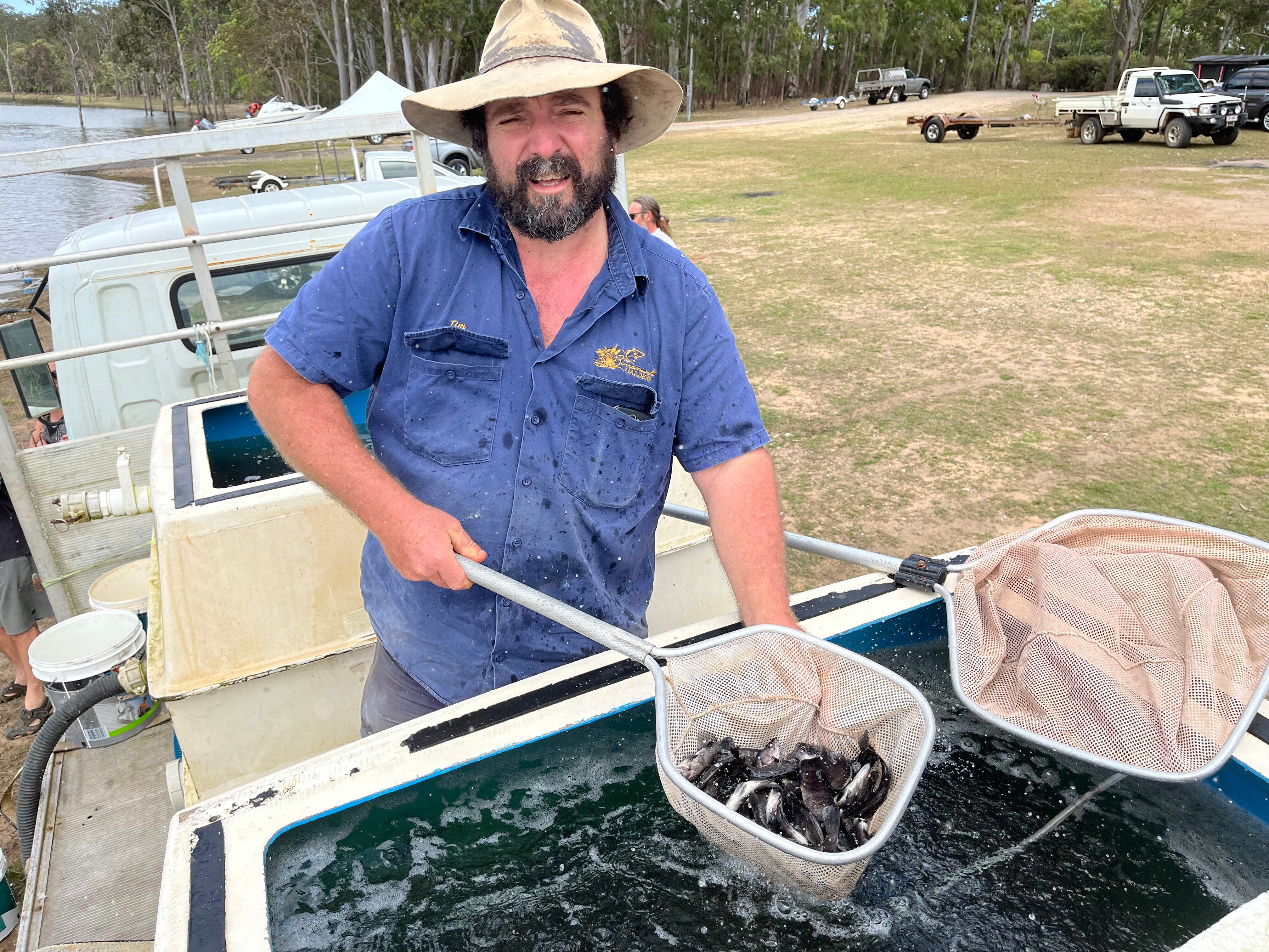 Thousands of baby barramundi are being set free to create anglers' paradise