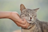Someone scratching a tabby cat