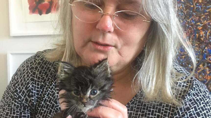 Woman holds tiny kitten in her hands