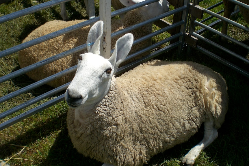 A white woolly sheep with rabbit-like ears standing in a pen