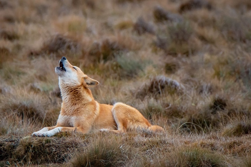 Howling dingo