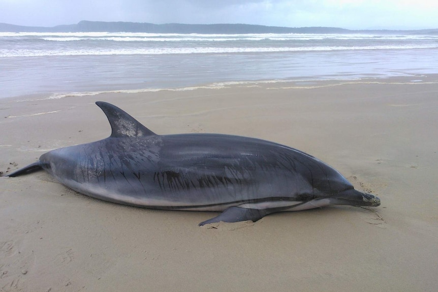 A striped dolphin beached on Bruny Island.