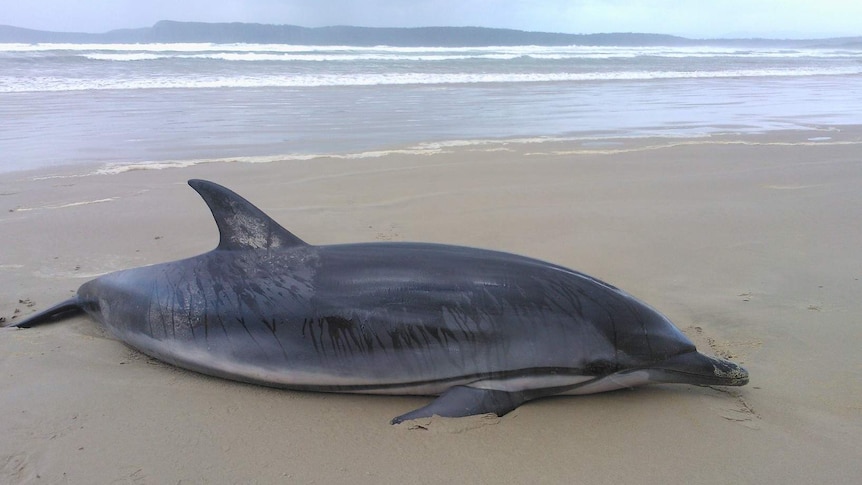 A striped dolphin beached on Bruny Island.