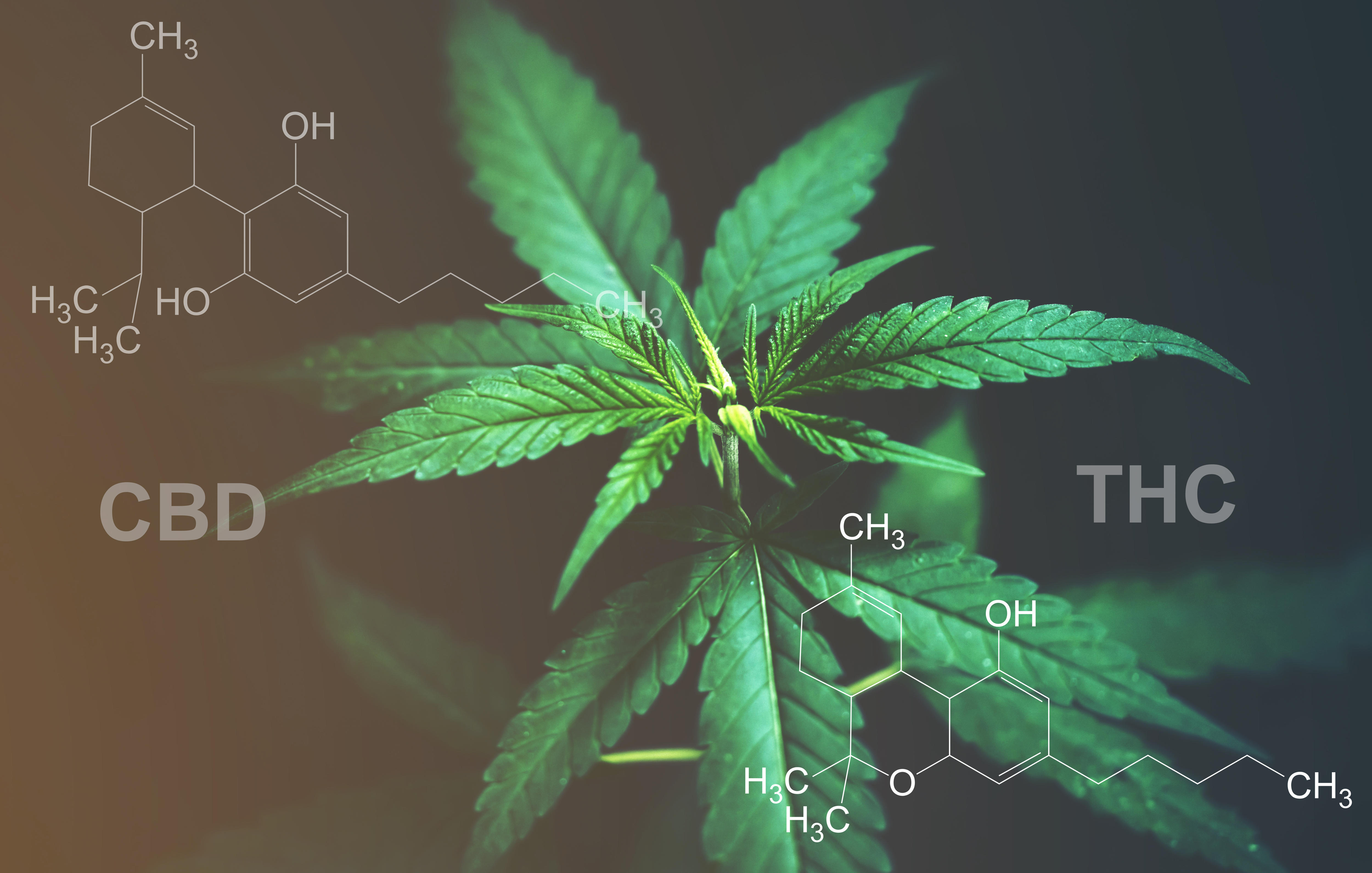 Image of marijuana plant with CBD and THC chemical structures superimposed