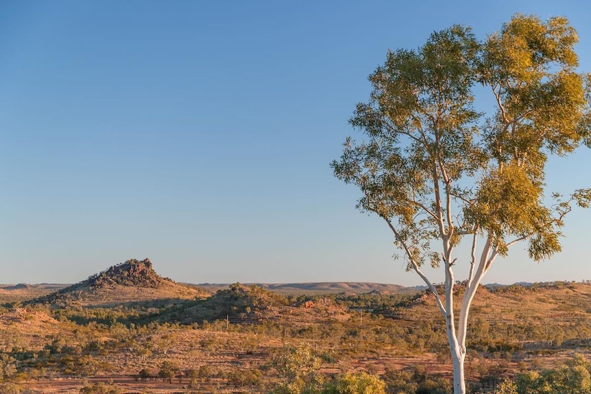 An outback setting with a gum tree in the foreground.