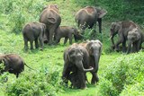 A herd of elephants graze in india
