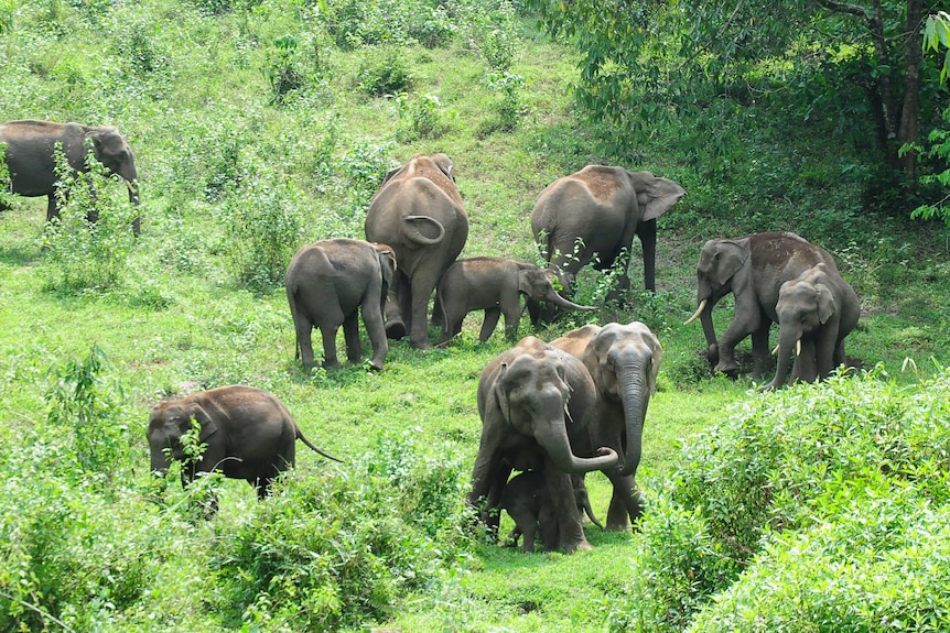 A herd of elephants graze in india