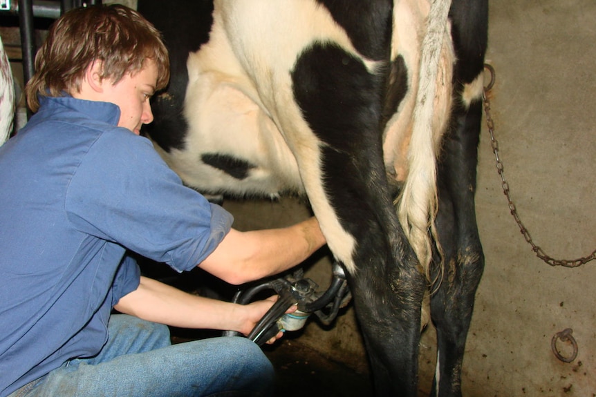 Milking at the dairy farm