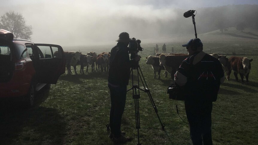 Silhouette of ABC cameraman Campbell Miller and sound recordist John Peterson filming cows in misty paddock at Corryong.