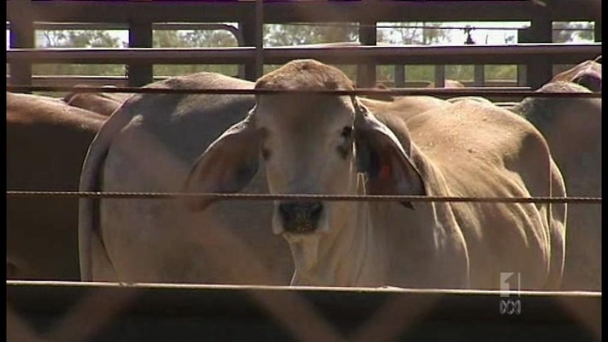 Calls for MLA to pay compensation in the wake of the live cattle export suspension.