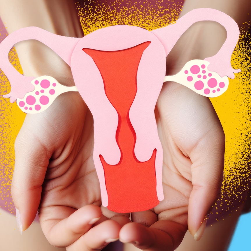 Two hands hold an illustration of a woman's reproductive system.