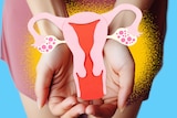 Two hands hold an illustration of a woman's reproductive system.
