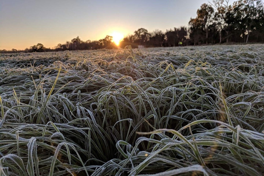 Frost on grass at Silverdale on the Scenic Rim after a cold night in Southern Queensland on July 14, 2018.
