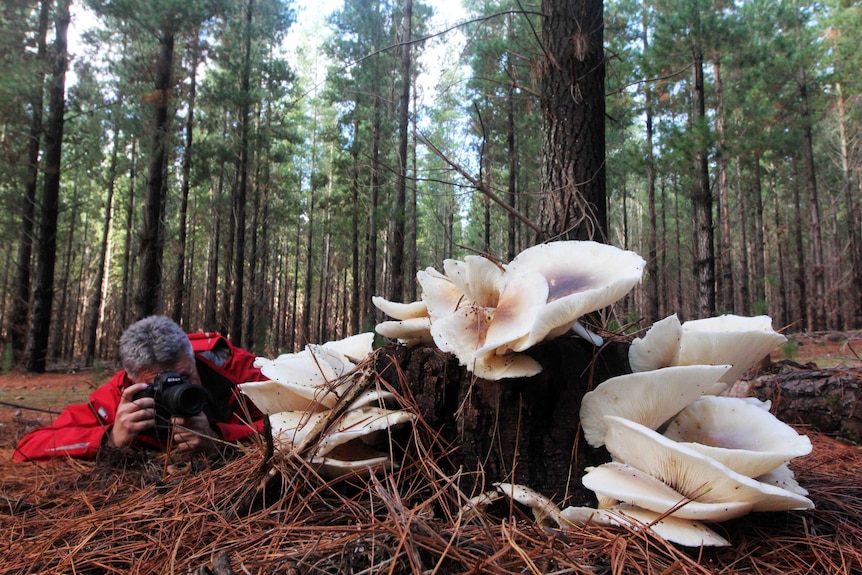 Ockert Le Roux and ghost mushrooms