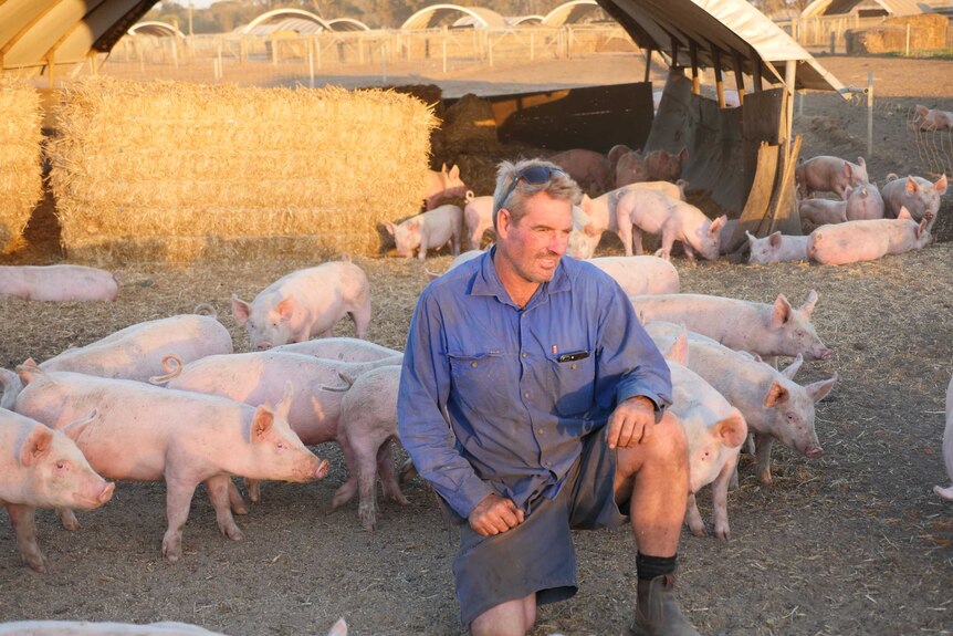 Pig farmer Tony Richardson lends down on one knee next his pigs.