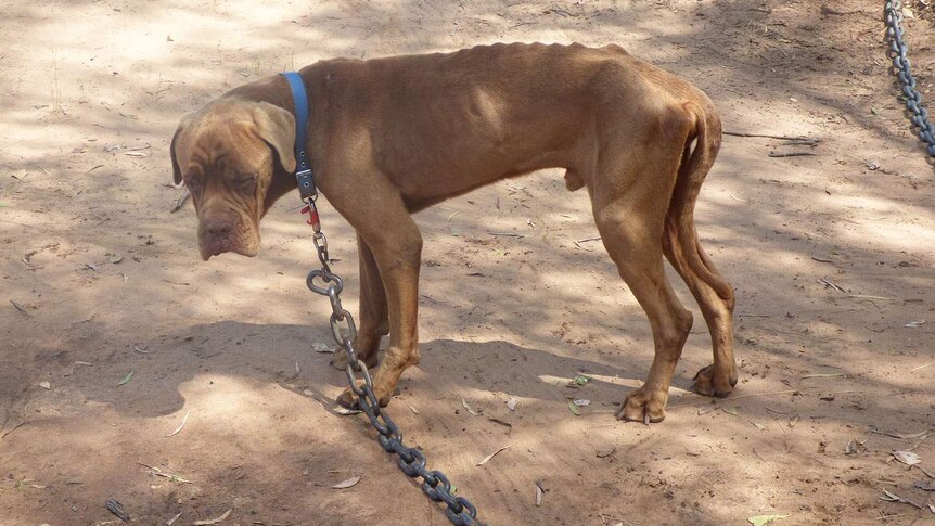 Skinny brown dog found chained up at a property at an alleged puppy farm at Glenarbon