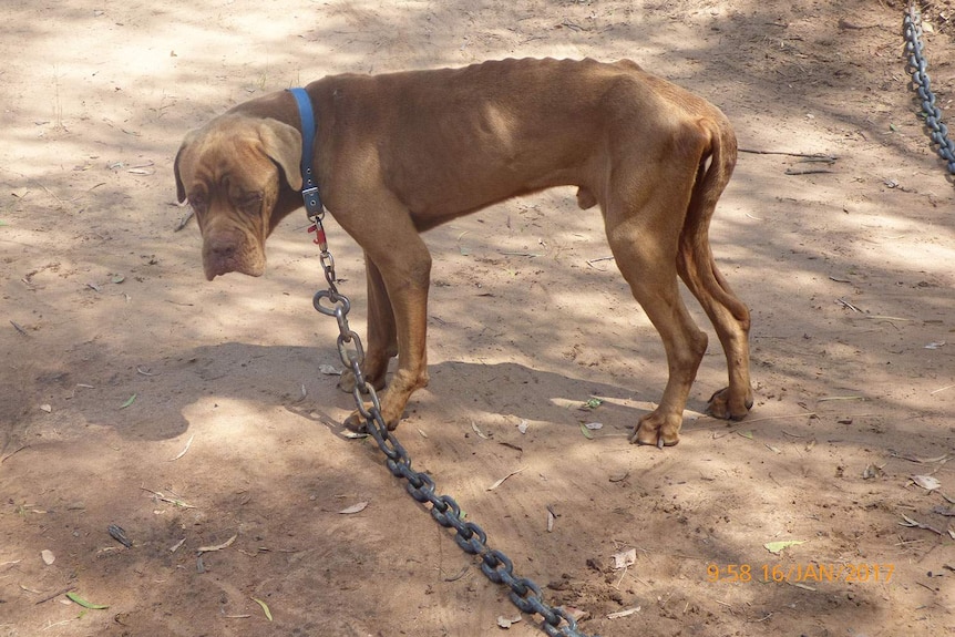 Skinny brown dog found chained up at a property at an alleged puppy farm at Glenarbon