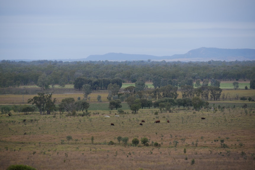Cattle graze in paddocks in front of distant mountains.