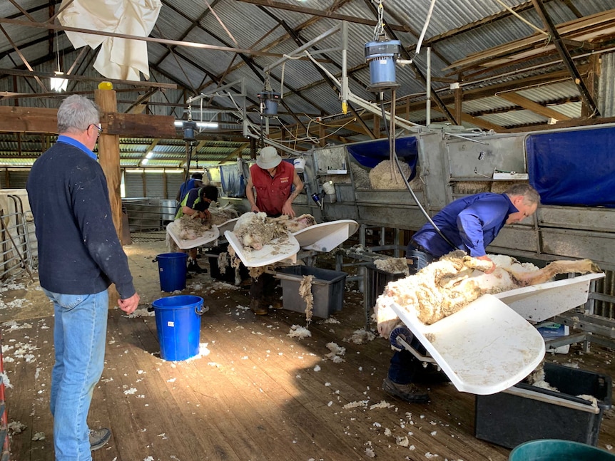 A man watching four shearers shear sheep in a shed.