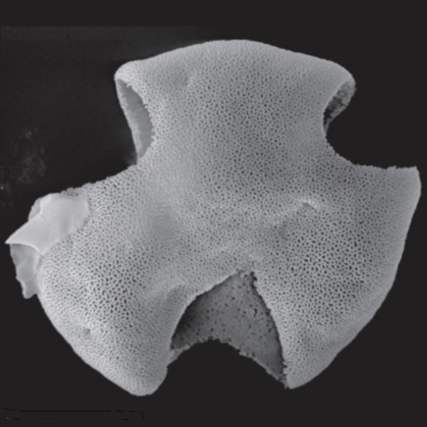 Pollen grains reveal Australia's first flowering plants episode artwork