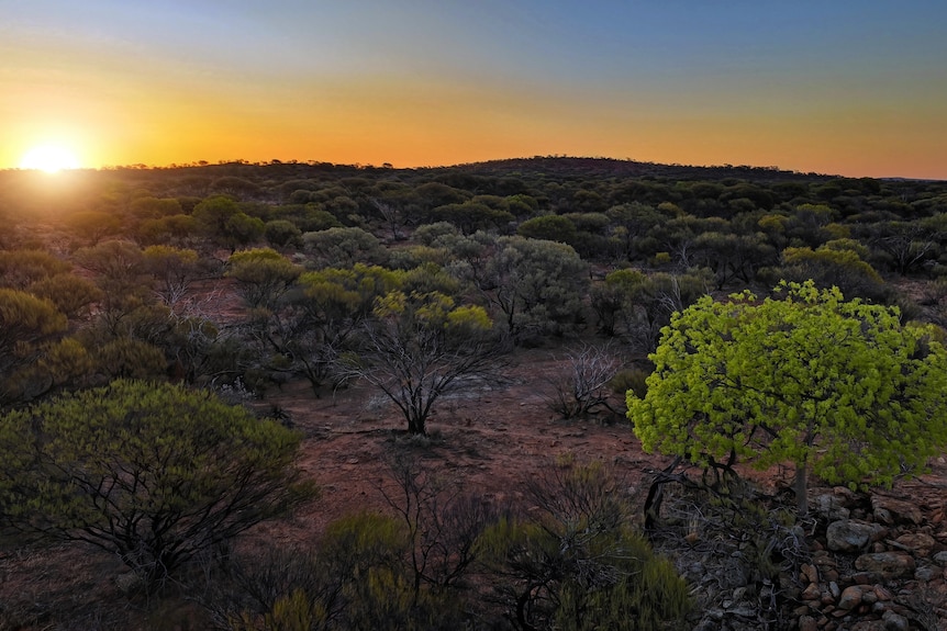 A Desert Kurrajong sits in the rocky landscape as the sun sets