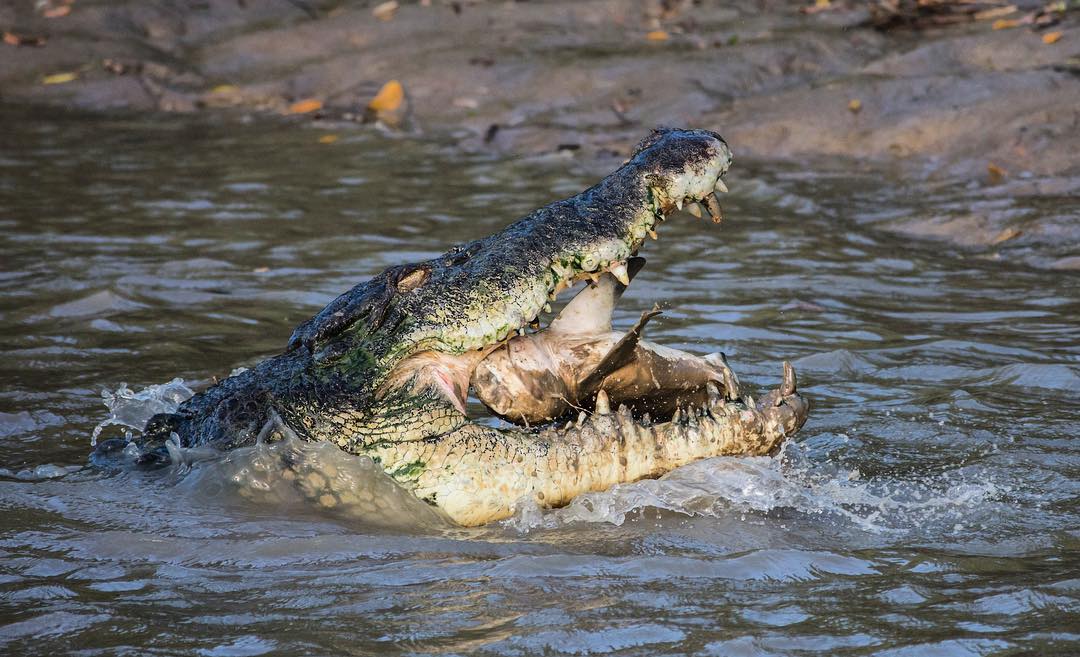 A crocodile puts its head out of the water. Its mouth is open.