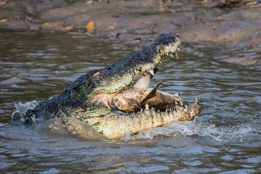 A crocodile puts its head out of the water. Its mouth is open.