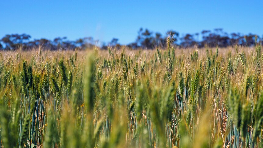 A wheat crop beneath clear blue skies, almost ready for harvest