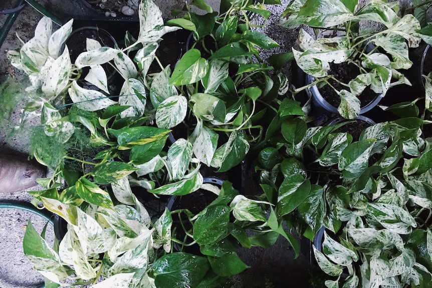 A group of Devil's ivy marble queen plants which were just watered.