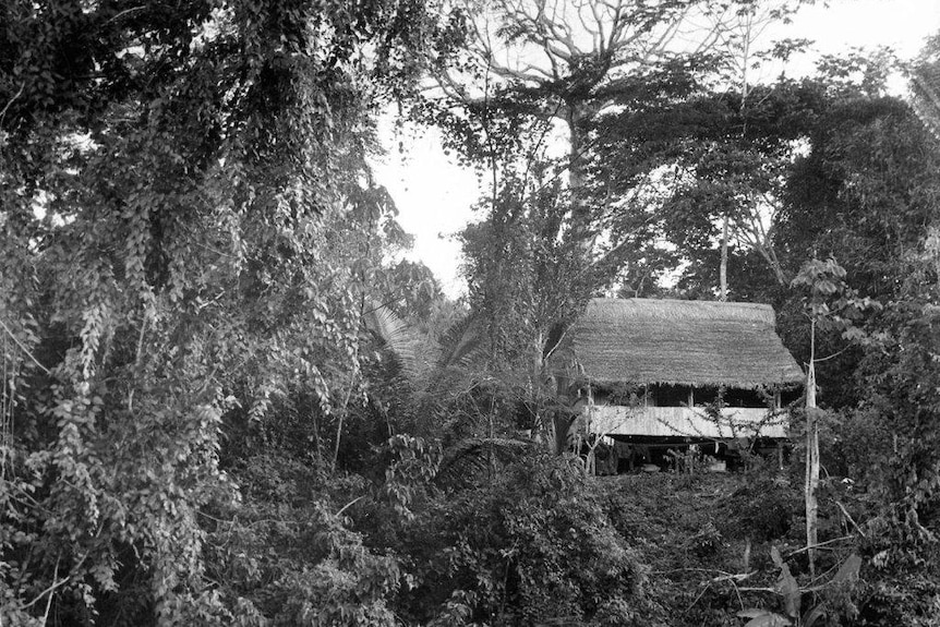 A black and white image of a hut in the rainforest 