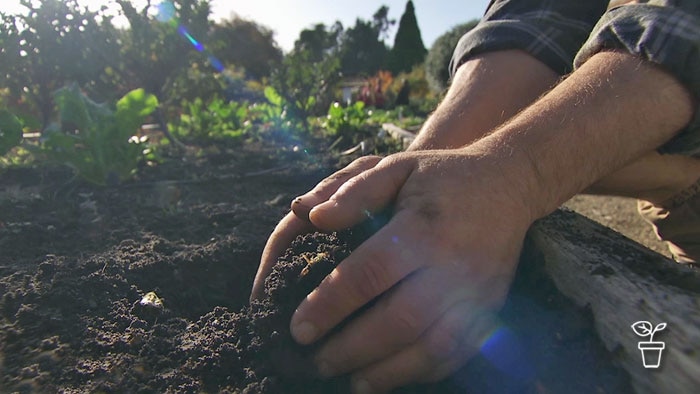 Hands scooping up soil from garden vegie bed