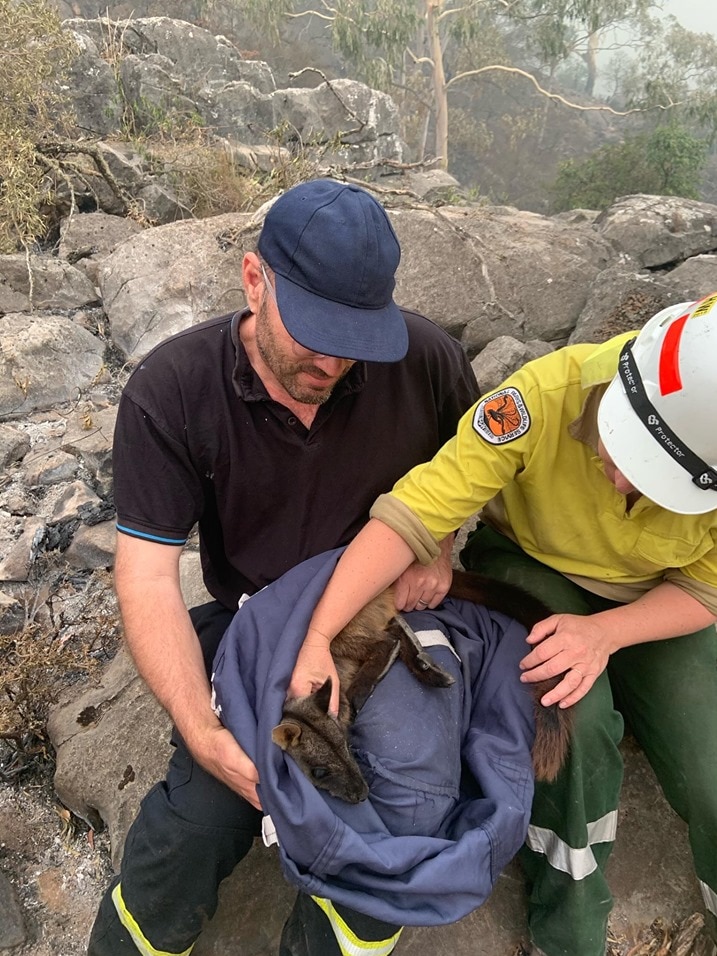 Two people attending to a wallaby in bushland.