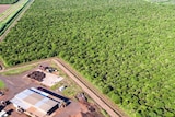 Aerial view of Indian sandalwood plantations and processing centre
