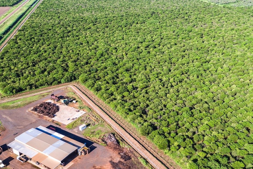 An aerial shot of a plantation bordered by an access road adjacent to a large shed.