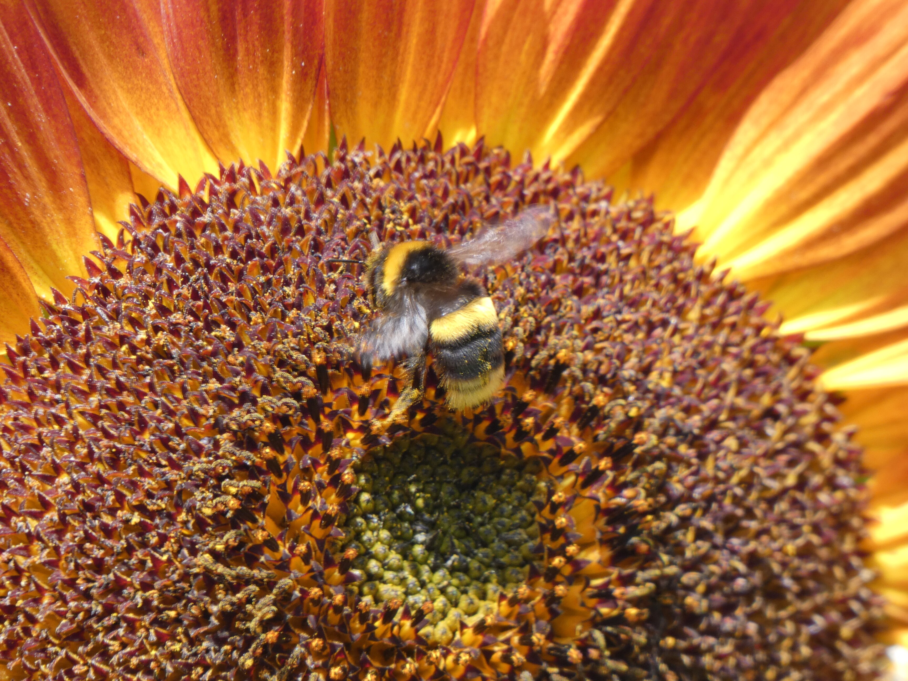 A yellow and black bumblebee lands on a sunflower.