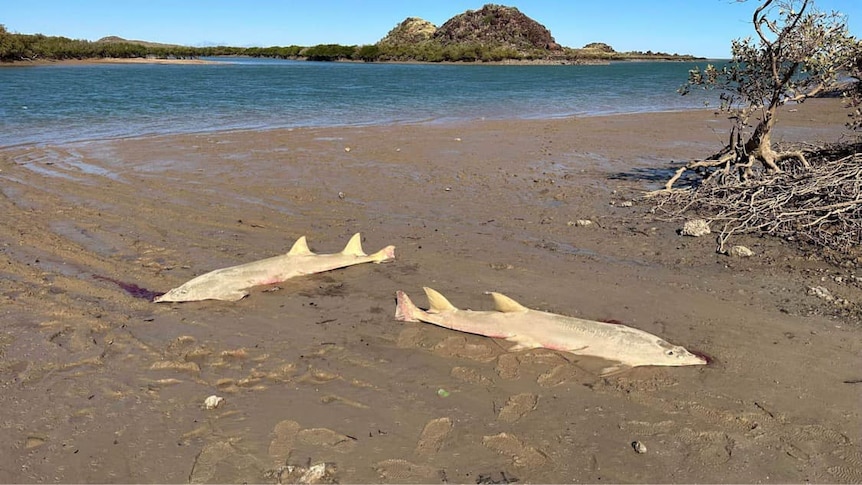 Two sawfish lie dead on a sandy bank with their saws, also known as rostrums, cut off.