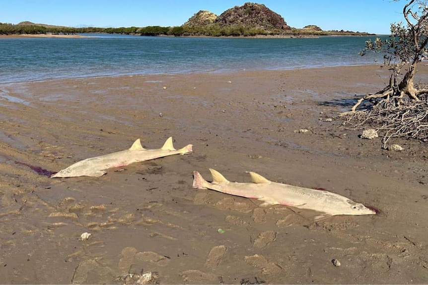 Two sawfish lie dead on a sandy bank with their saws, also known as rostrums, cut off.
