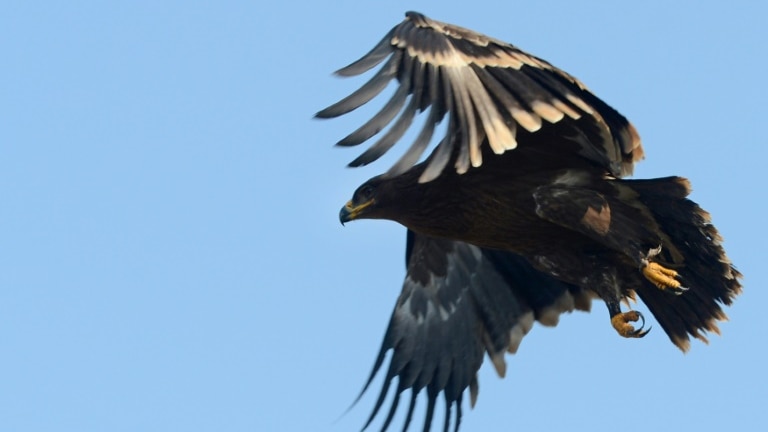 A steppe eagle with wings spread.